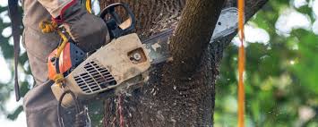 Best Commercial Tree Services  in Long Lake, MN