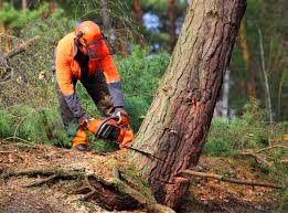 Best Arborist Consultation Services  in Long Lake, MN