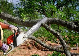 Best Tree Health Inspection  in Long Lake, MN