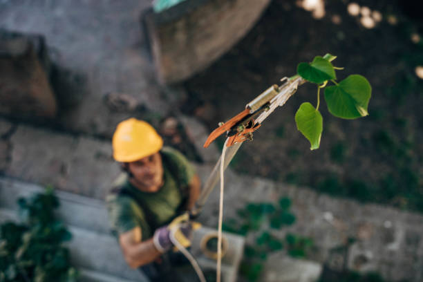 Best Tree Trimming and Pruning  in Long Lake, MN