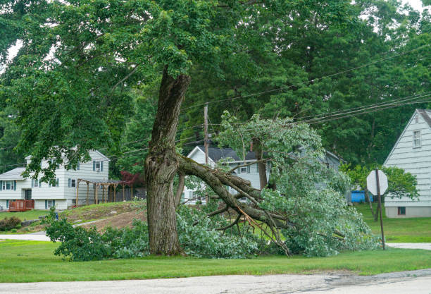  Long Lake, MN Tree Removal Pros