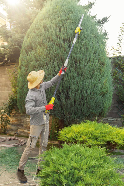 Best Fruit Tree Pruning  in Long Lake, MN