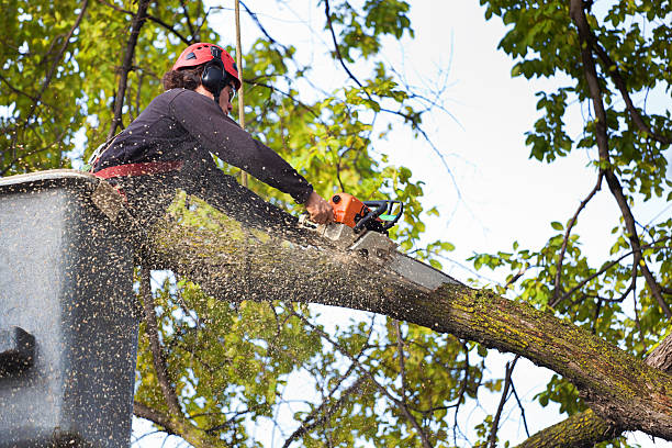 Best Tree Preservation Services  in Long Lake, MN